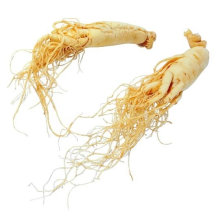 White Ginseng root